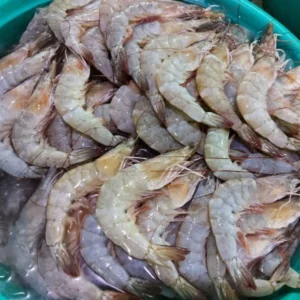 Shrimps